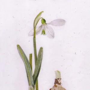 Painted Lady butterfly and snowdrop Painted Lady butterfly and snowdrop