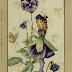 Pansy fairy Pansy fairy