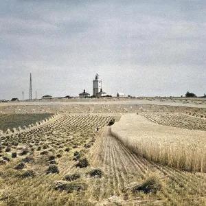 Partly harvested cornfield Partly harvested cornfield