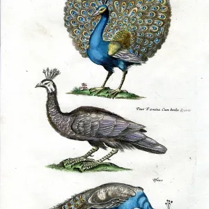 Peacock