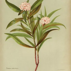 Pimelea Longifolia or Taranga Pimelea Longifolia or Taranga