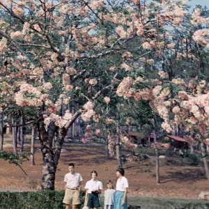 Pink cassia in Kalaw - Rangoon Pink cassia in Kalaw - Rangoon