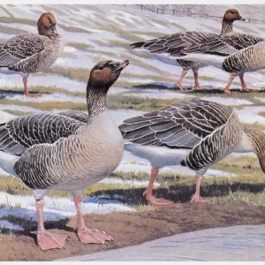 Pink-footed Geese Pink-footed Geese