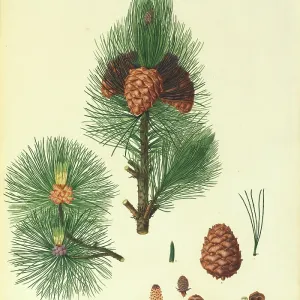 Pinus cembra, Arolla pine Pinus cembra, Arolla pine
