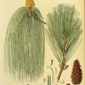 Pinus roxsburghii, Chin pine Pinus roxsburghii, Chin pine
