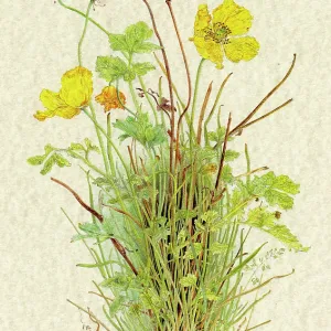 PLANTS/PAPAVER SP PLANTS/PAPAVER SP