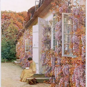 PLANTS/WISTERIA PLANTS/WISTERIA