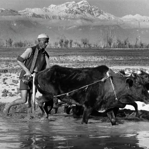 Ploughing the rice paddy fields - Kashmir, India Ploughing the rice paddy fields - Kashmir, India