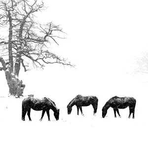 Ponies in winter
