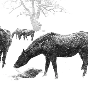 Ponies in winter