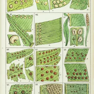 Portions of fern Portions of fern