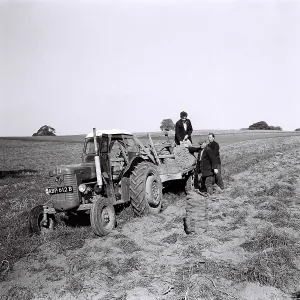 Potato picking