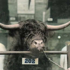 Prizewinning bull at the Smithfield Show