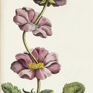 Proliferating avens from the Pyrenean Mountains Proliferating avens from the Pyrenean Mountains