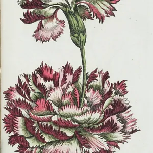 Proliferating carnation Proliferating carnation