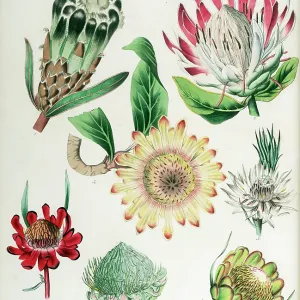 Protea: seven varieties Protea: seven varieties