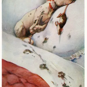Puppy collapses into bed, a prize rat in his mouth Puppy collapses into bed, a prize rat in his mouth