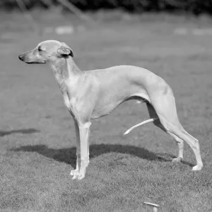Quickstep of Allways, whippet owned by Mrs M R Jones Quickstep of Allways, whippet owned by Mrs M R Jones