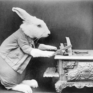 A Rabbit at the stove A Rabbit at the stove