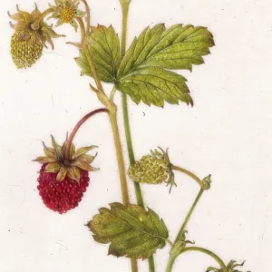 Red and white wild strawberries Red and white wild strawberries