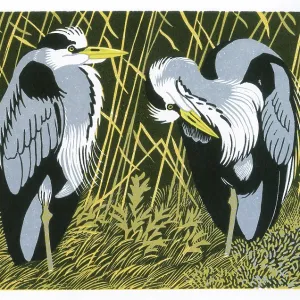 Resting Herons Resting Herons