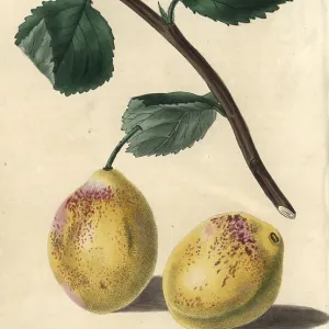 Ripe fruit and leaves of Coe's Golden Drop