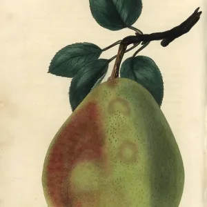 Ripe fruit and leaves of Gansel's Bergamot