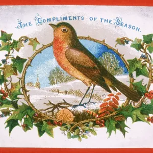 Robin and holly - Christmas Card