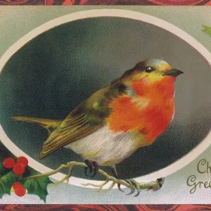 Robin perched on a holly twig