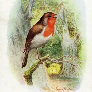 Robin singing in the woods Robin singing in the woods