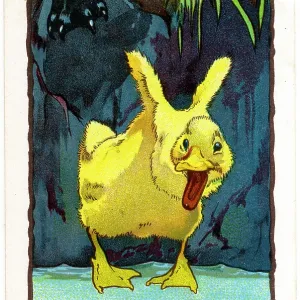 ROUNTREE DUCKLING 3