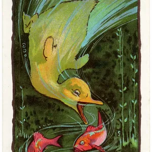 ROUNTREE DUCKLING 4