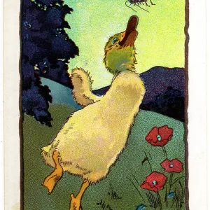 ROUNTREE DUCKLING 6