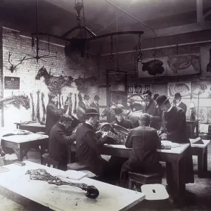 RVC/DISSECTING ROOM