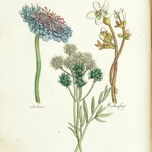 Scabious, Meadow Saxifrage, White Saxifrage Scabious, Meadow Saxifrage, White Saxifrage