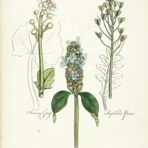 Scurvy Grass, Self-Heal, Shepherds Purse Scurvy Grass, Self-Heal, Shepherds Purse