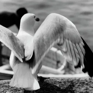 SEAGULL'S WINGS SEAGULL'S WINGS