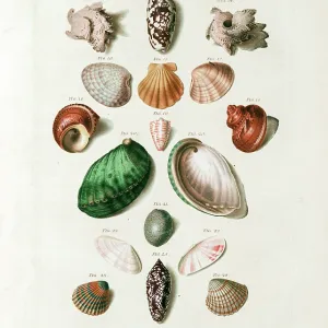 Seashells from 18th century Danish volume Seashells from 18th century Danish volume