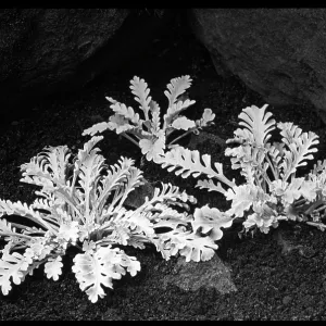 Senecio Incanus var. persoonii Senecio Incanus var. persoonii