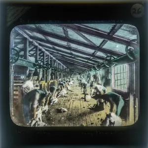 Sheep Shearing By Machinery Sheep Shearing By Machinery