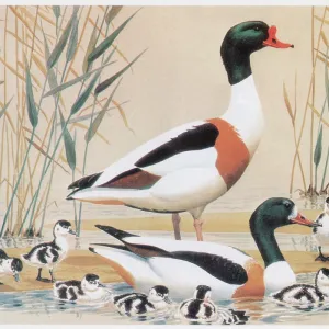 Shelducks Shelducks