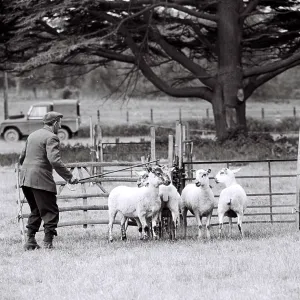 Shepherd