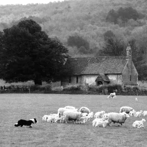 Shepherds church