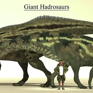 Size comparison of two of the biggest hadrosaurs Size comparison of two of the biggest hadrosaurs