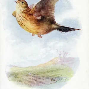 Skylark Skylark