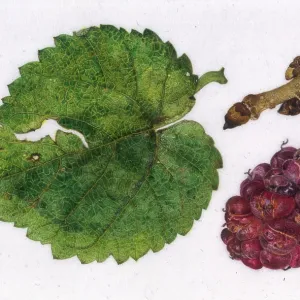 Small mulberry leaf and fruit Small mulberry leaf and fruit