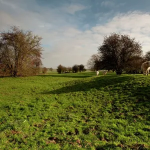 The Somme - Gommecourt The Somme - Gommecourt