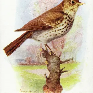 Song Thrush Song Thrush