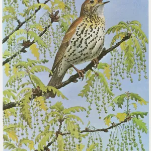 Song Thrush Song Thrush