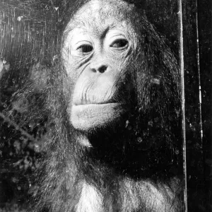 SQUASHED ORANGUTAN SQUASHED ORANGUTAN